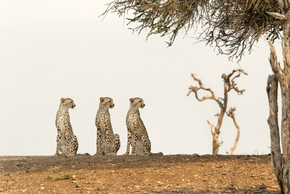 Classic Collection: On the Ground