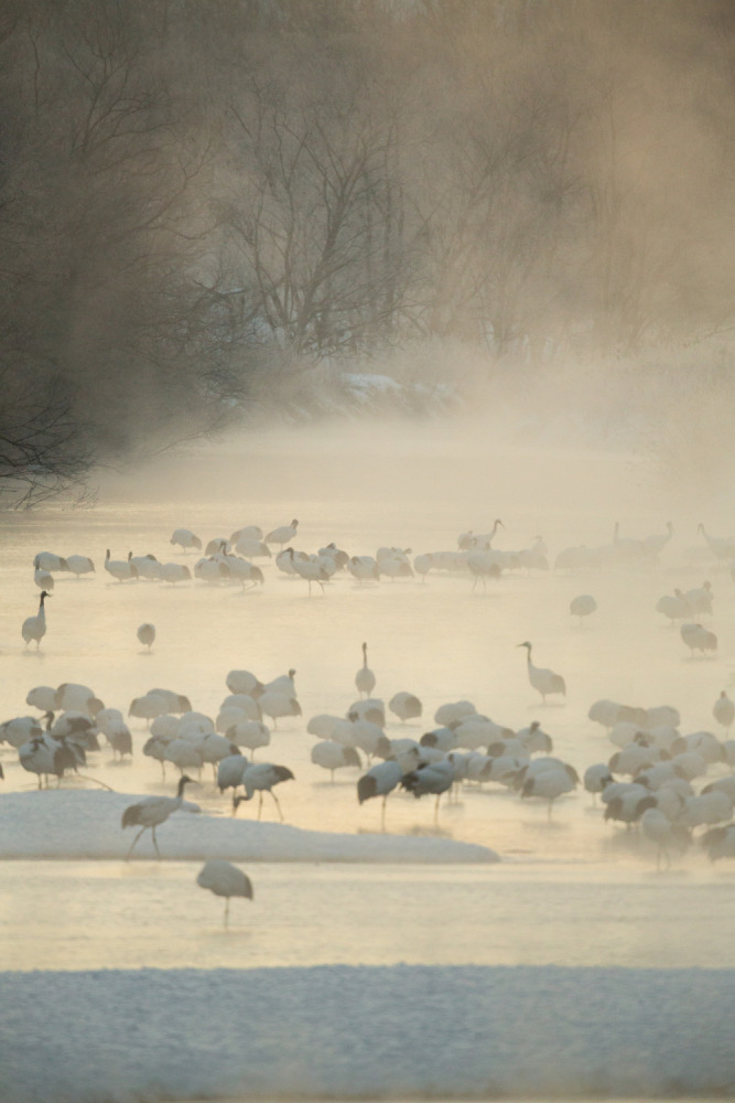Classic Collection: Wildlife-Above the Ground
