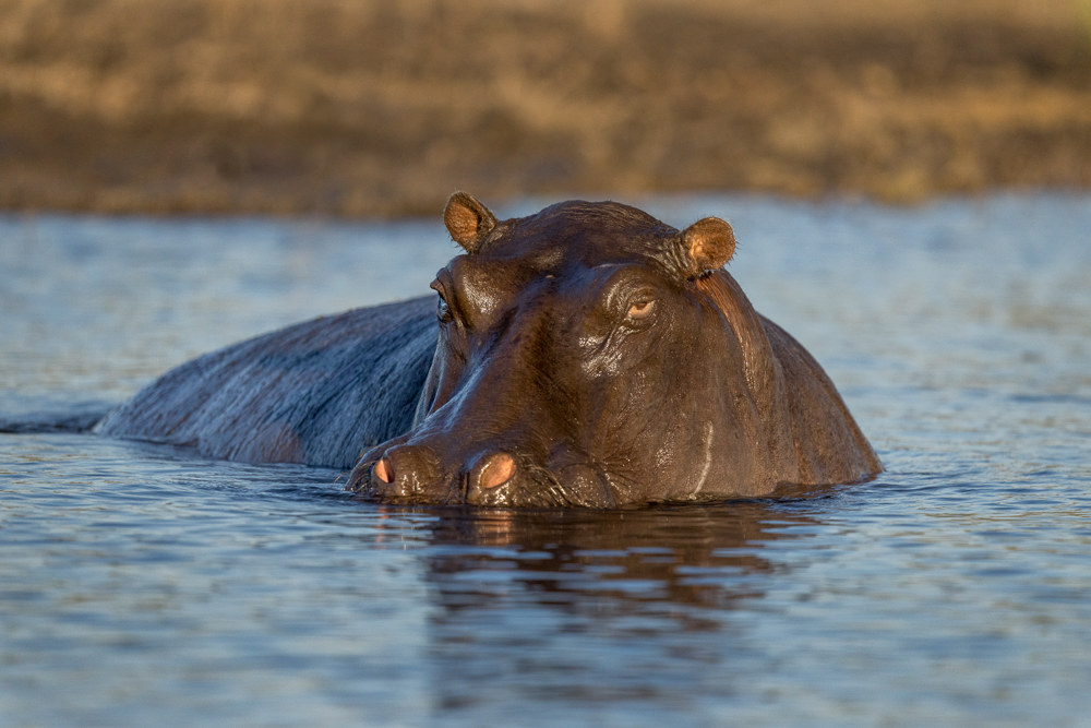 Hippos